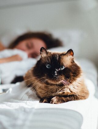 5 пород кошек, которые обожают хозяев: самые привязчивые питомцы