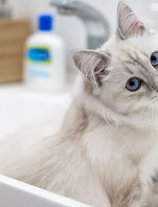 Как заставить кота пить больше воды: способы, одобренные ветеринаром