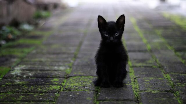 Кошки – мистические существа: 7 примет, которые это доказывают