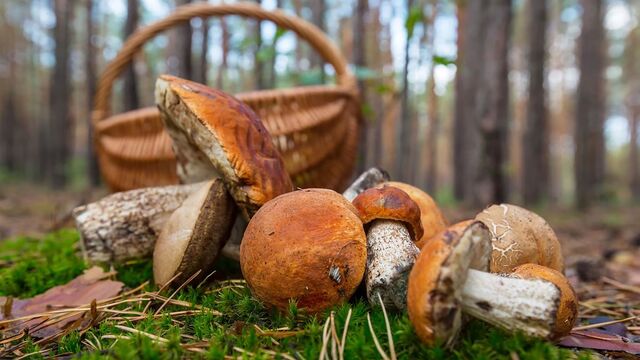 Срезать или выкручивать? Как правильно собирать грибы