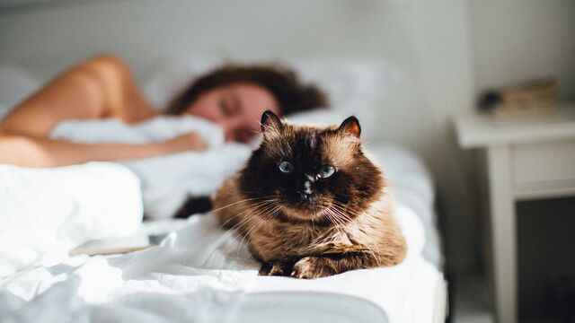 5 пород кошек, которые обожают хозяев: самые привязчивые питомцы