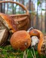 Срезать или выкручивать? Как правильно собирать грибы