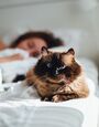 5 пород кошек, которые обожают хозяев: самые привязчивые питомцы