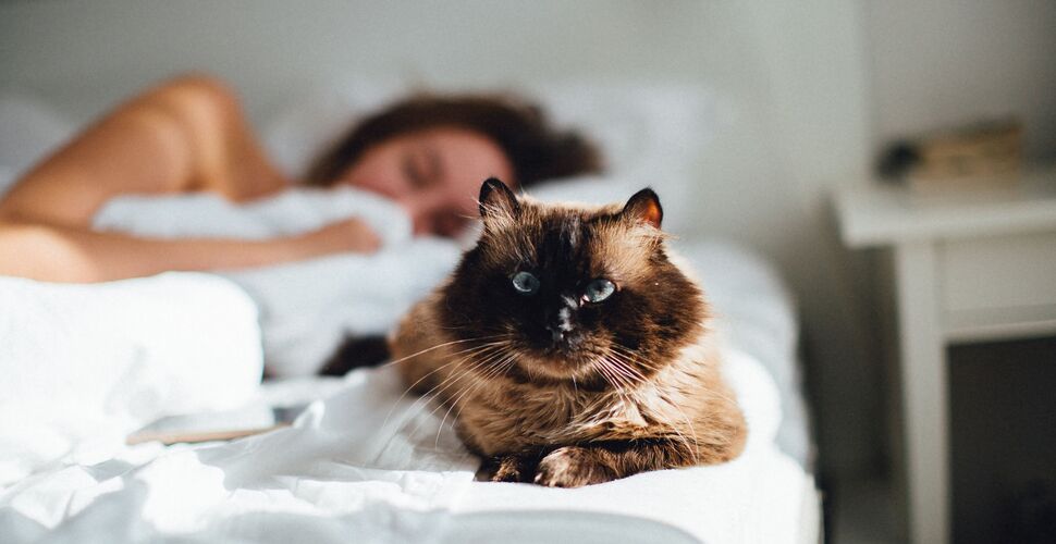 5 пород кошек, которые обожают хозяев: самые привязчивые питомцы
