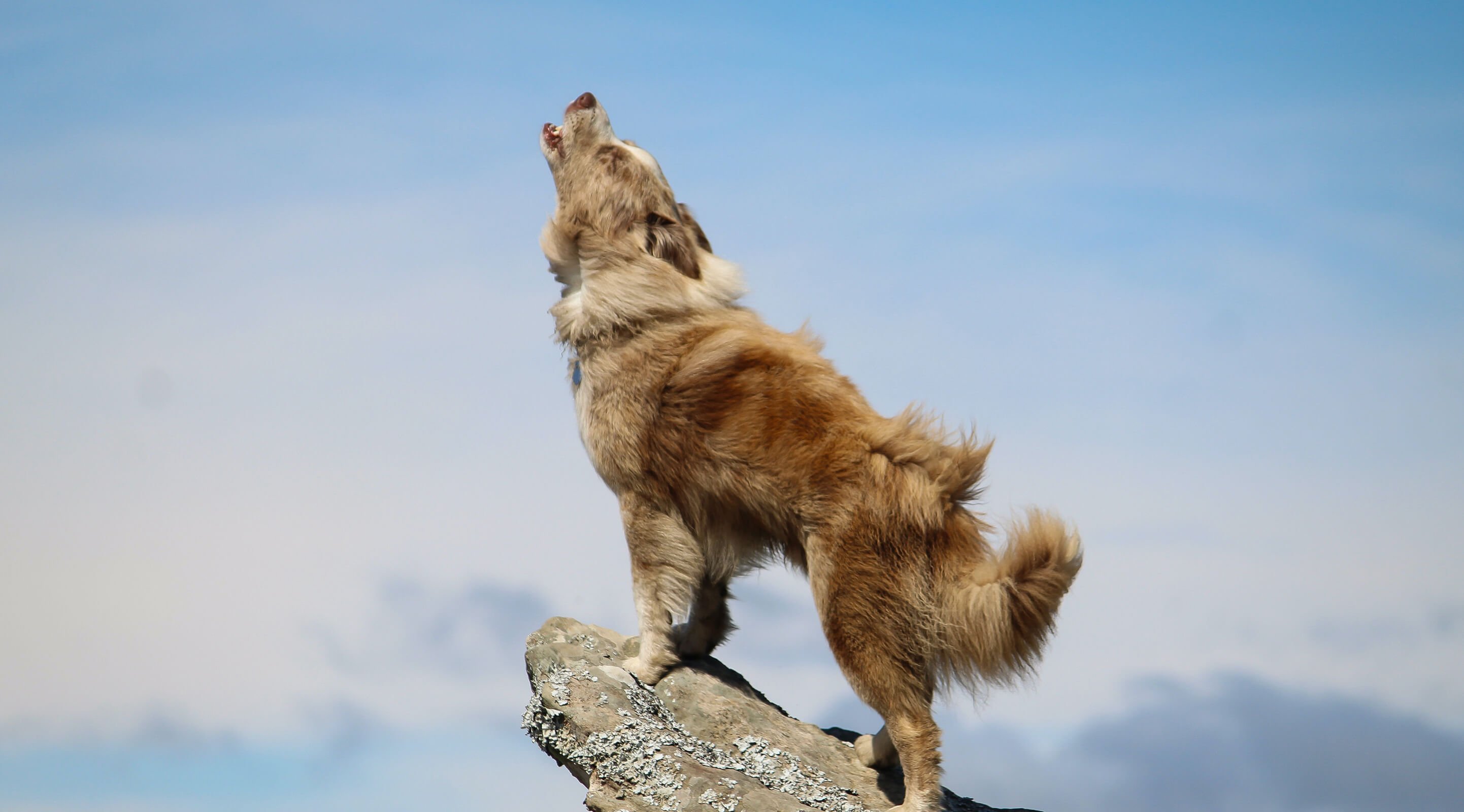 Знак грядущих перемен: к чему воет собака – 7 народных толкований