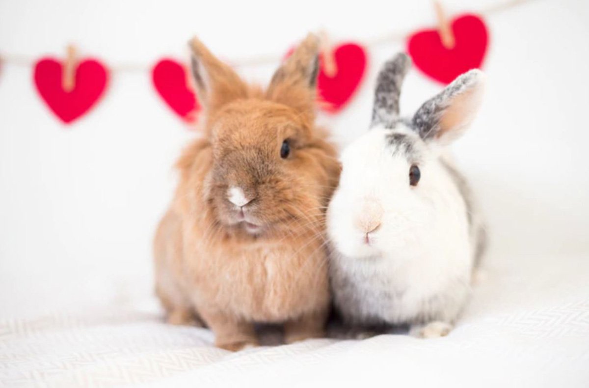 Мисс Хассе и советы по толкованию снов о кроликах