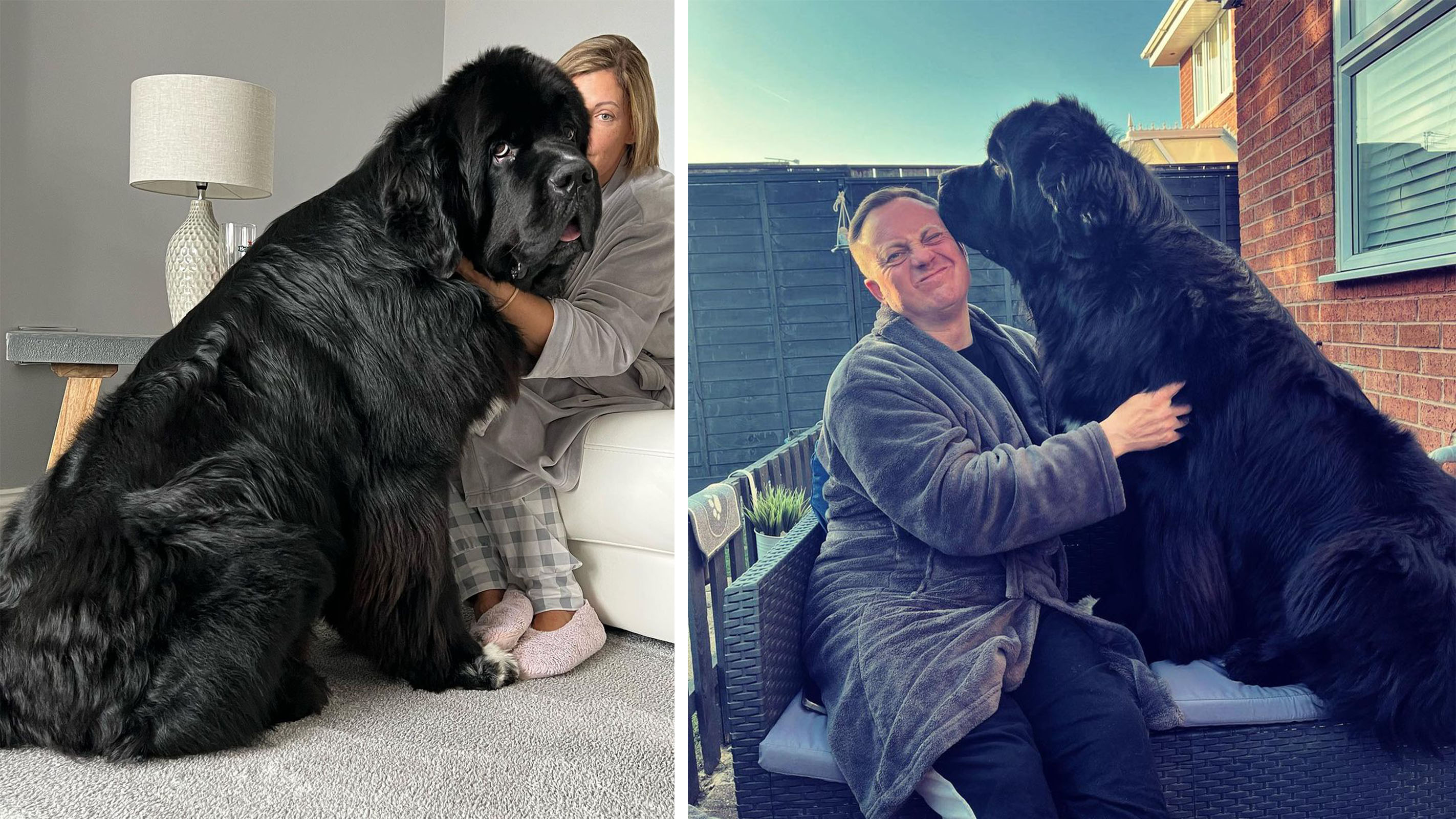 70 кг собачьего счастья: 10 фото гигантского щенка, который думает, что он  котик