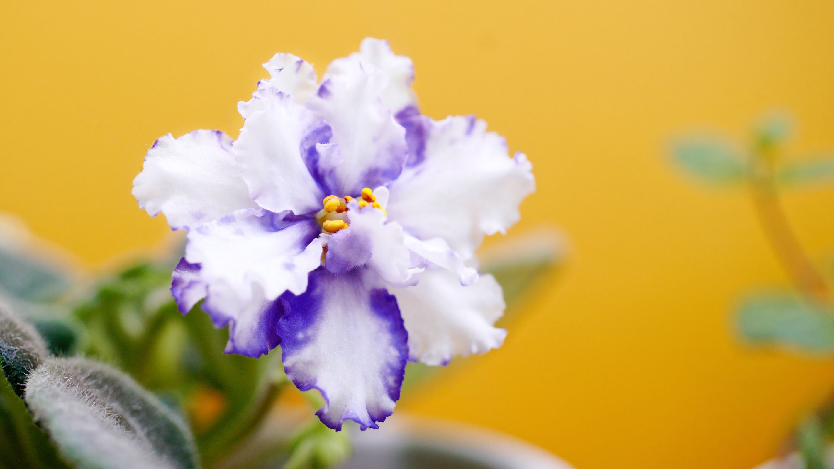 Почему держать фиалку в доме – плохая примета