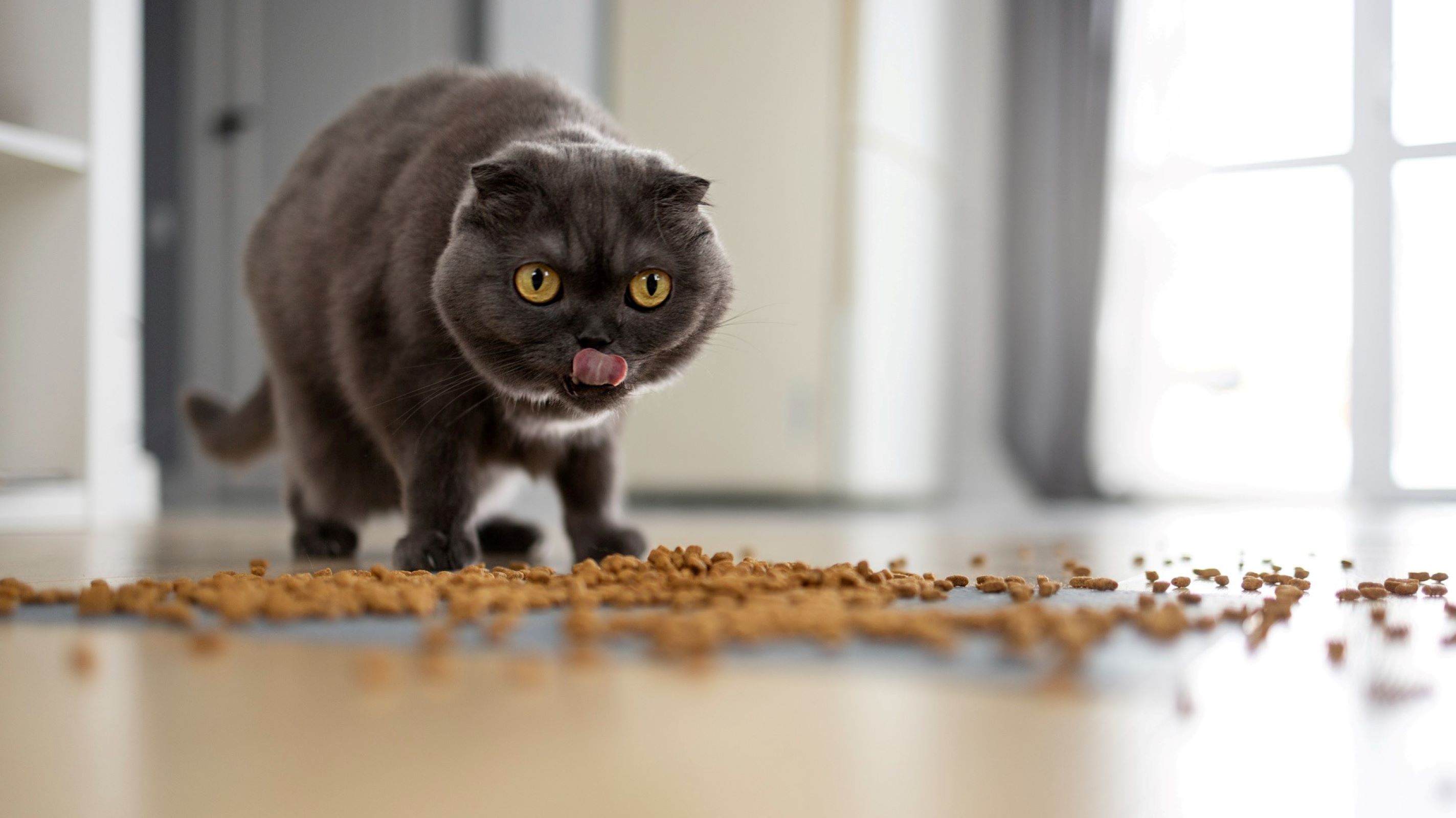 Мяса нет, токсины есть: в Роскачестве назвали лучшие и худшие сухие ...