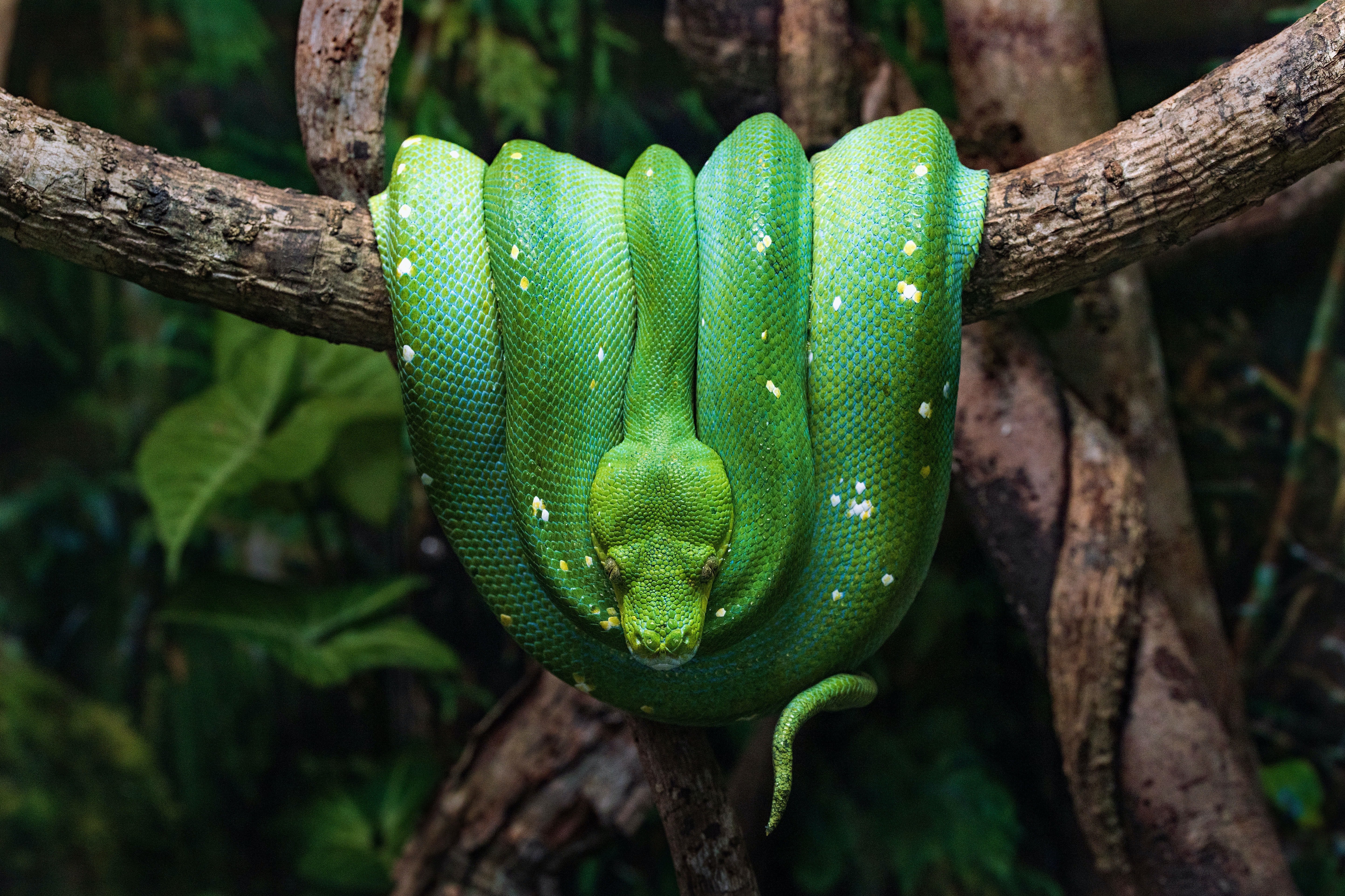 Змея питон зеленый. Зелёный питон пресмыкающиеся?. Питон Грин. Питон тропического леса.